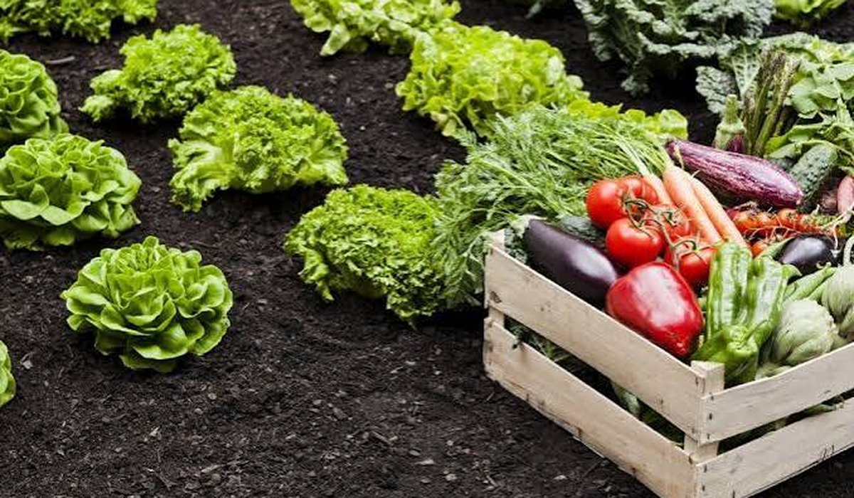 La mesa de los vecinos bajo presión: verduras y carne suben muy por encima de la inflación